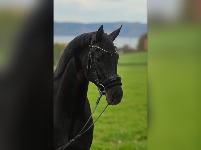 Hannoveriano Yegua 4 años 165 cm Negro in B&#xE9;k&#xE9;sszentandr&#xE1;s