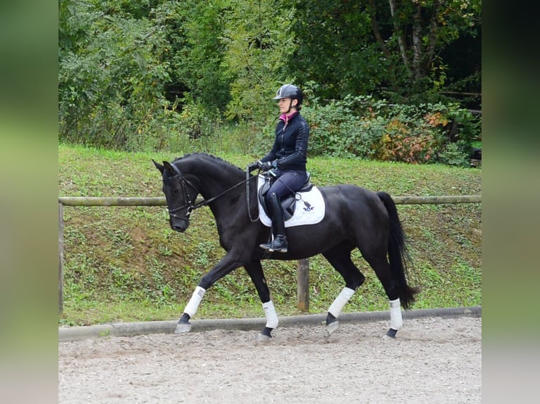 Hannoveriano Yegua 4 años 165 cm Negro in Wellheim