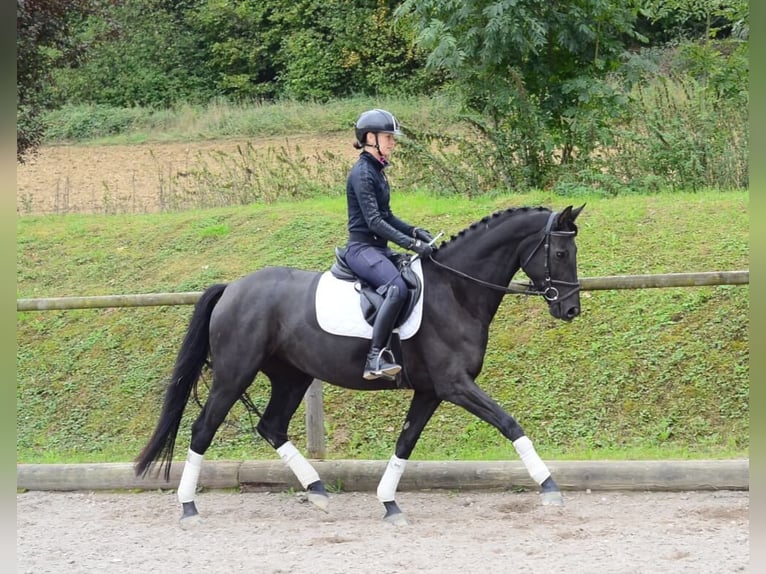 Hannoveriano Yegua 4 años 165 cm Negro in Wellheim