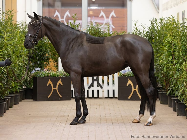 Hannoveriano Yegua 4 años 165 cm Negro in Verden