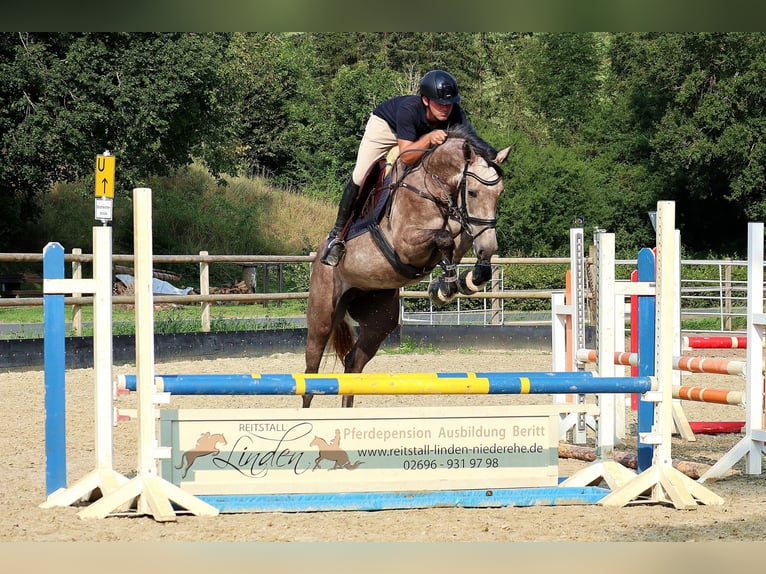 Hannoveriano Yegua 4 años 165 cm Tordo picazo in Üxheim