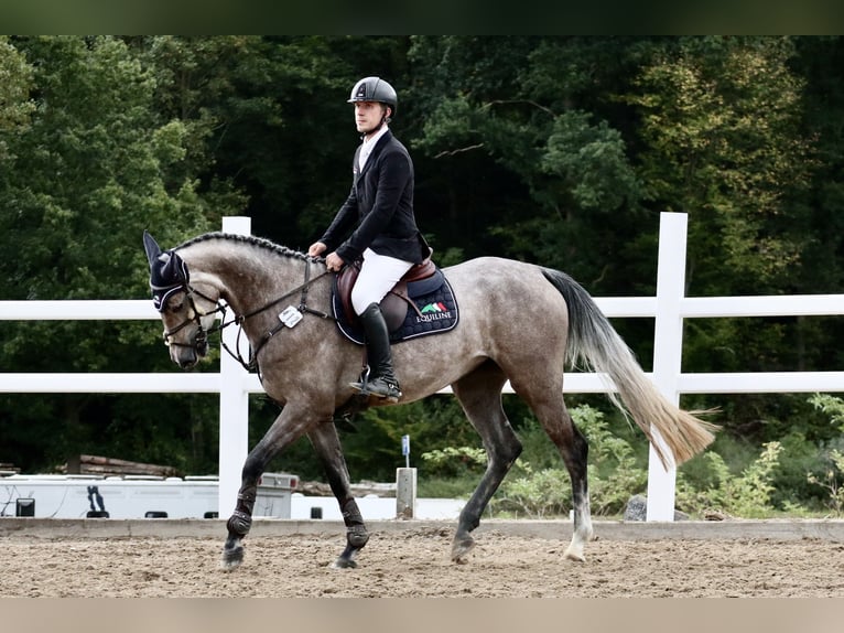 Hannoveriano Yegua 4 años 165 cm Tordo picazo in Üxheim