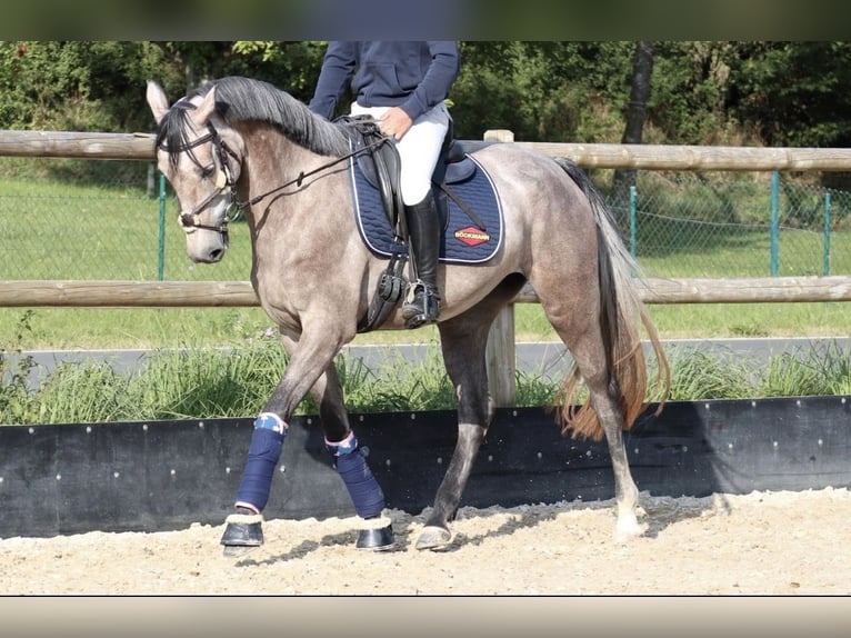 Hannoveriano Yegua 4 años 165 cm Tordo picazo in Üxheim