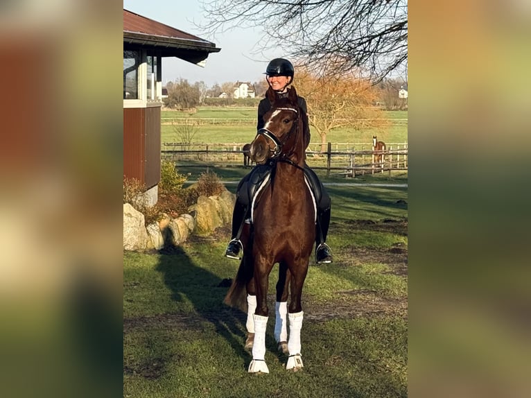 Hannoveriano Yegua 4 años 166 cm Alazán in Hemmoor