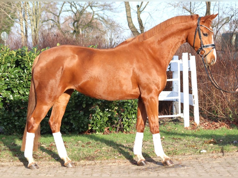 Hannoveriano Yegua 4 años 166 cm Alazán in Selsingen