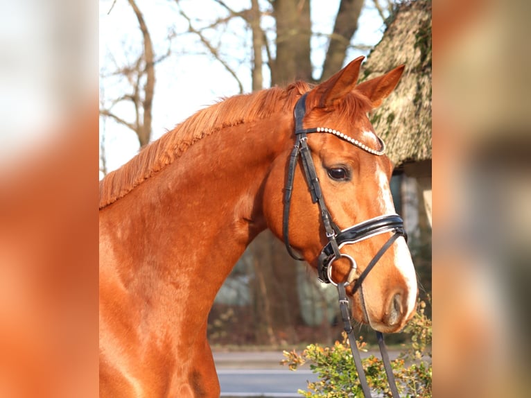 Hannoveriano Yegua 4 años 166 cm Alazán in Selsingen