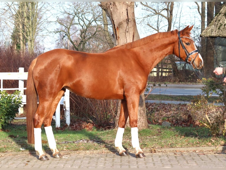Hannoveriano Yegua 4 años 166 cm Alazán in Selsingen