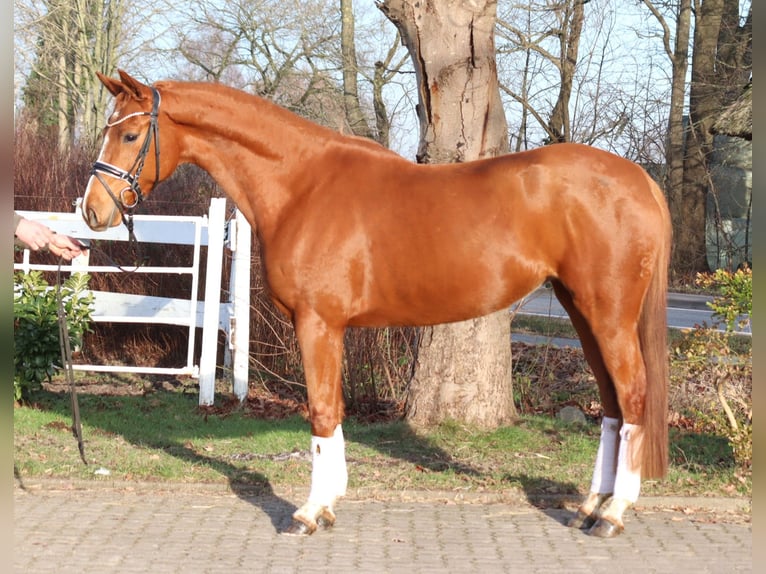 Hannoveriano Yegua 4 años 166 cm Alazán in Selsingen