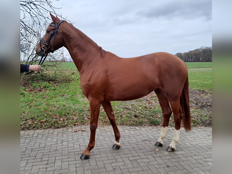 Hannoveriano Yegua 4 años 166 cm Alazán in Rosendahl