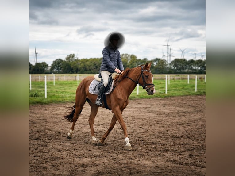 Hannoveriano Yegua 4 años 166 cm Alazán in Dörpen