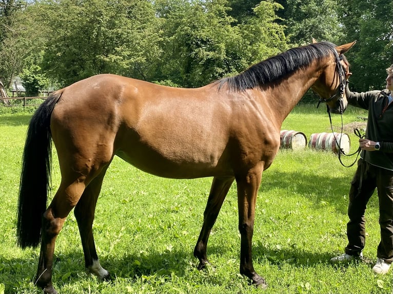 Hannoveriano Yegua 4 años 166 cm Buckskin/Bayo in Ottersberg