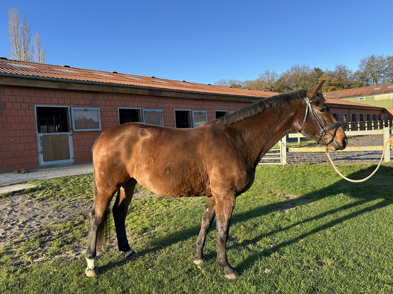 Hannoveriano Yegua 4 años 166 cm Castaño in Cuxhaven