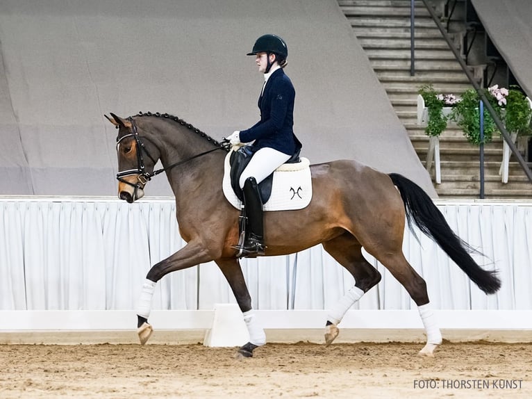 Hannoveriano Yegua 4 años 166 cm Castaño in Verden