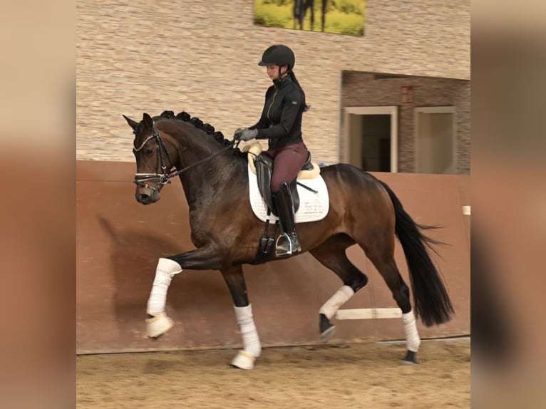 Hannoveriano Yegua 4 años 166 cm Castaño oscuro in Wehringen