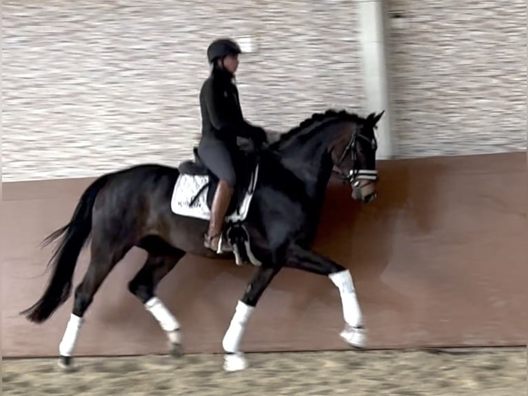 Hannoveriano Yegua 4 años 166 cm Castaño oscuro in Wehringen