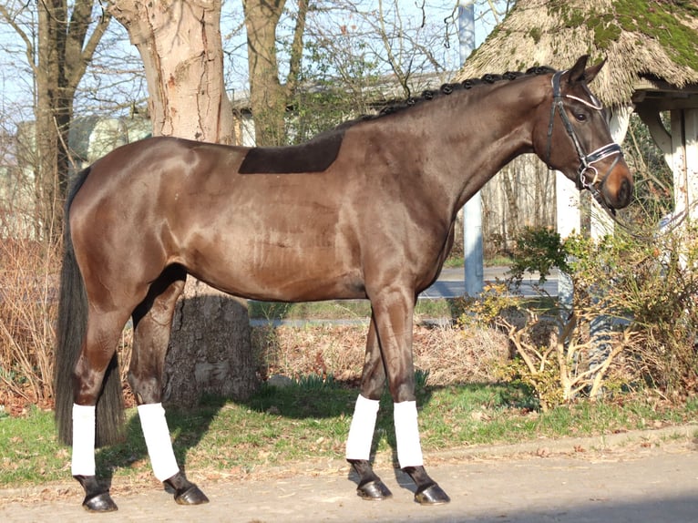 Hannoveriano Yegua 4 años 166 cm Castaño oscuro in Selsingen