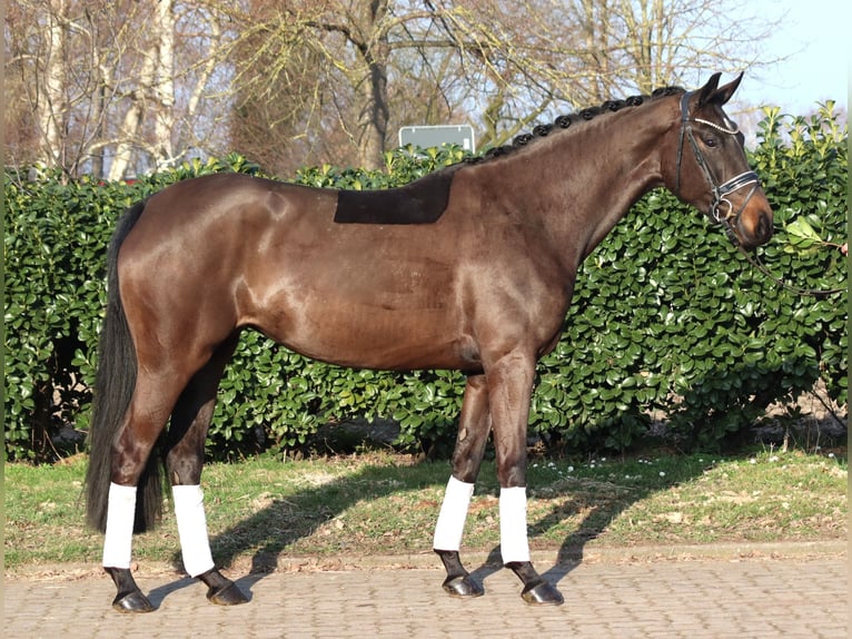 Hannoveriano Yegua 4 años 166 cm Castaño oscuro in Selsingen