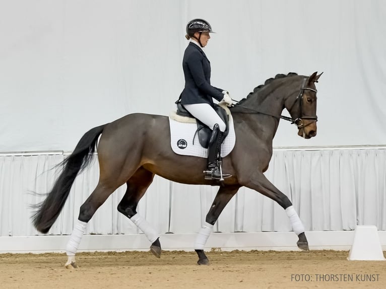 Hannoveriano Yegua 4 años 166 cm Castaño oscuro in Verden