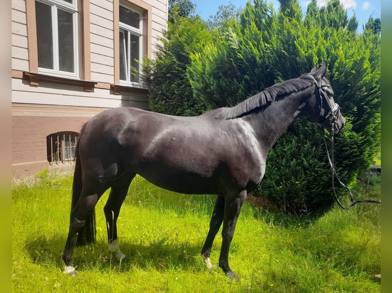 Hannoveriano Yegua 4 años 166 cm Negro in Braunschweig