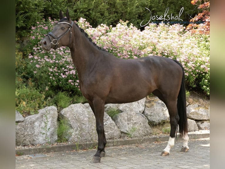 Hannoveriano Yegua 4 años 166 cm Negro in Mühlhausen