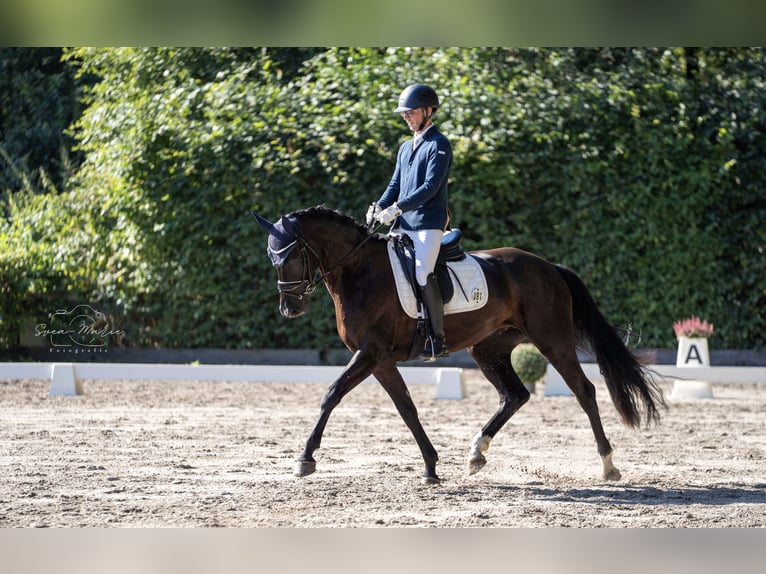 Hannoveriano Yegua 4 años 166 cm Negro in Celle