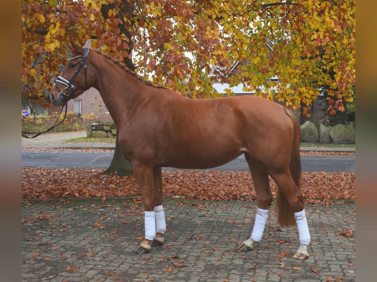Hannoveriano Yegua 4 años 167 cm Alazán in Fredenbeck