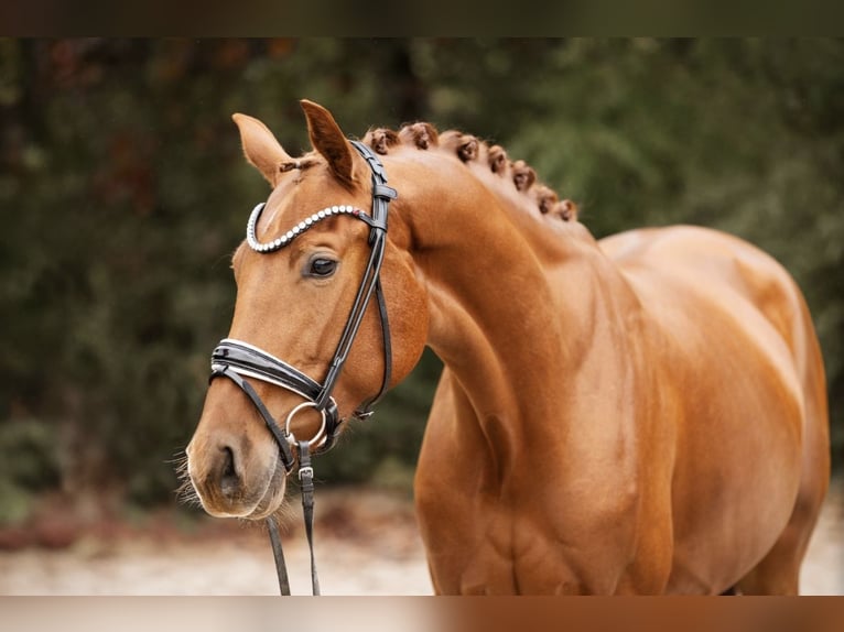 Hannoveriano Yegua 4 años 167 cm Alazán in Rosdorf
