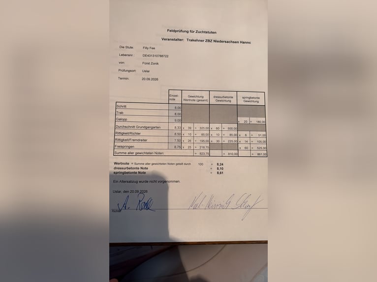 Hannoveriano Yegua 4 años 167 cm Castaño in Rosdorf