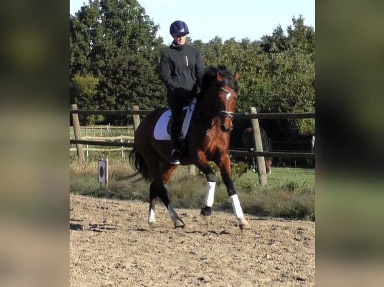 Hannoveriano Yegua 4 años 167 cm Castaño in Linau