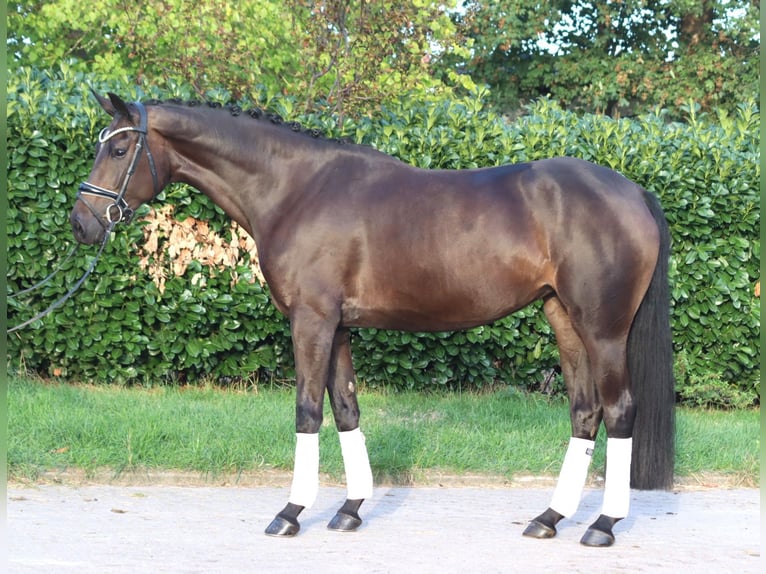 Hannoveriano Yegua 4 años 167 cm Castaño in Selsingen