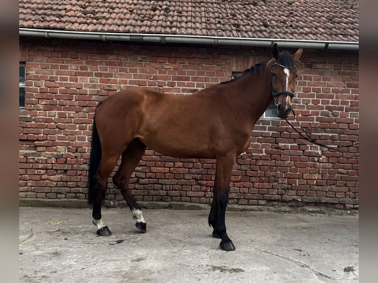 Hannoveriano Yegua 4 años 167 cm Castaño in Dorsten