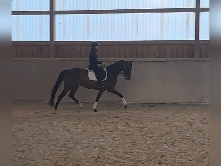 Hannoveriano Yegua 4 años 167 cm Castaño in Wellheim