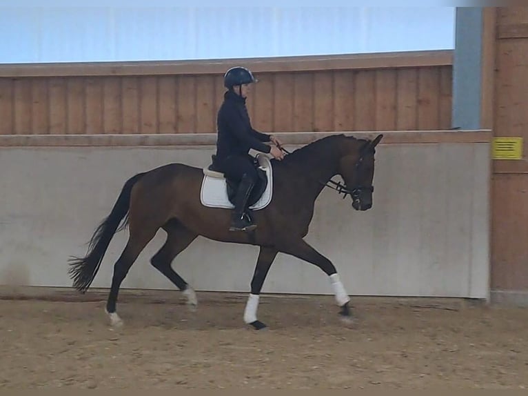 Hannoveriano Yegua 4 años 167 cm Castaño in Wellheim