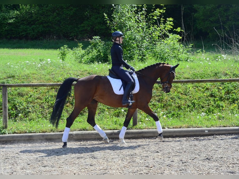 Hannoveriano Yegua 4 años 167 cm Castaño in Wellheim