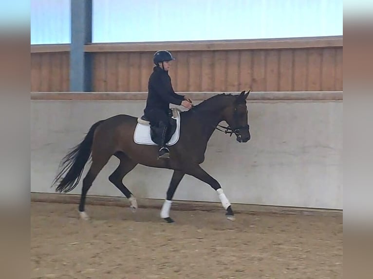 Hannoveriano Yegua 4 años 167 cm Castaño in Wellheim