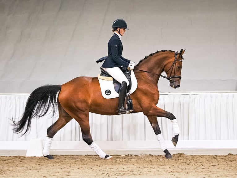 Hannoveriano Yegua 4 años 167 cm Castaño in Verden