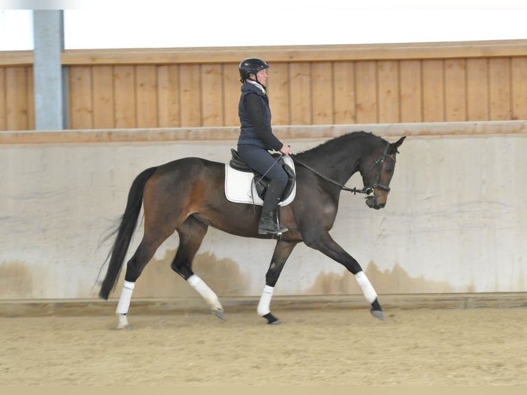 Hannoveriano Yegua 4 años 167 cm Castaño in Wellheim
