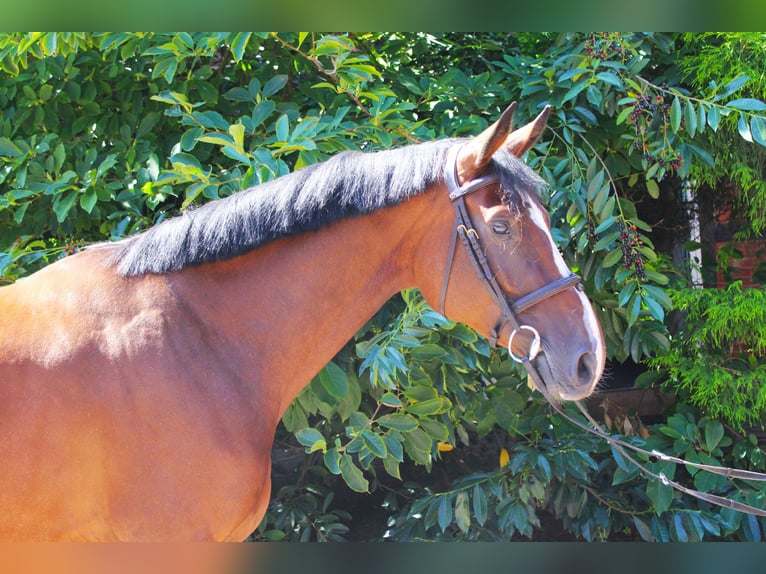 Hannoveriano Yegua 4 años 167 cm Castaño in Langlingen