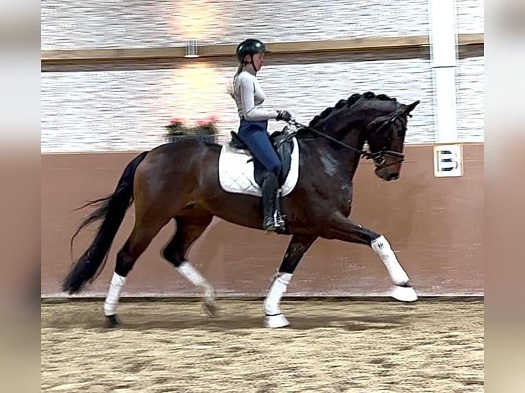 Hannoveriano Yegua 4 años 167 cm Castaño oscuro in Wehringen