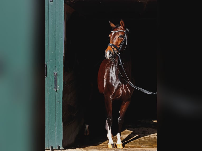 Hannoveriano Yegua 4 años 167 cm Castaño oscuro in Kempen