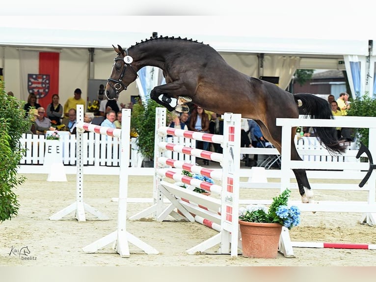 Hannoveriano Yegua 4 años 167 cm Castaño oscuro in Wagenfeld