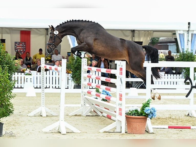 Hannoveriano Yegua 4 años 167 cm Castaño oscuro in Wagenfeld