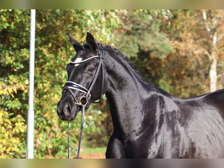 Hannoveriano Yegua 4 años 167 cm Negro in Deinstedt