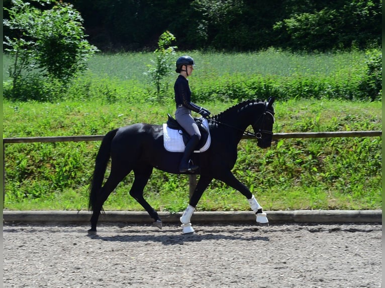 Hannoveriano Yegua 4 años 167 cm Negro in Wellheim