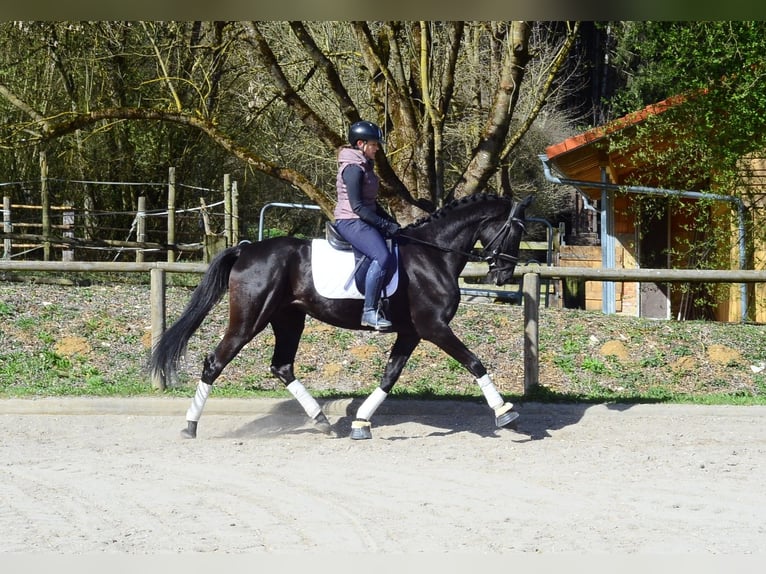 Hannoveriano Yegua 4 años 167 cm Negro in Wellheim