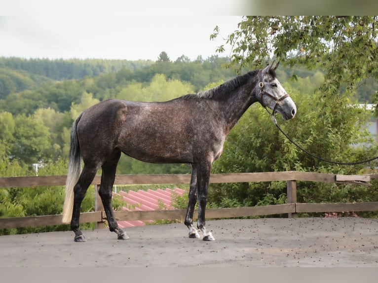 Hannoveriano Yegua 4 años 167 cm Tordo rodado in Siegen