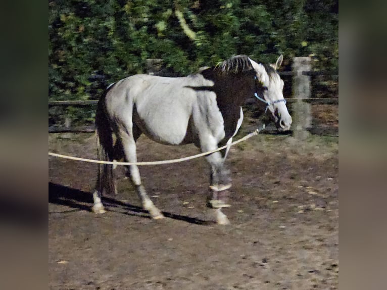 Hannoveriano Yegua 4 años 167 cm Tordo rodado in Wassenberg