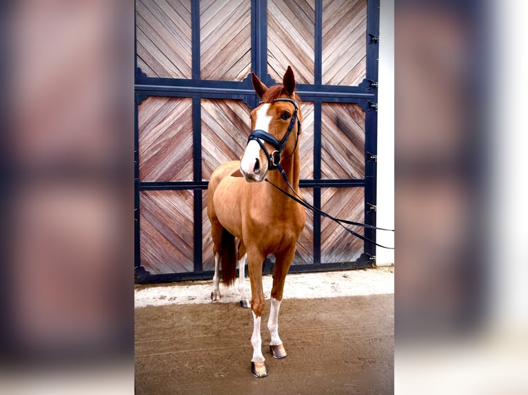 Hannoveriano Yegua 4 años 168 cm Alazán in Lienen