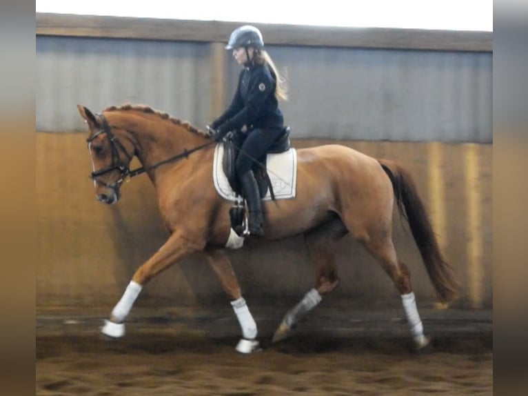 Hannoveriano Yegua 4 años 168 cm Alazán in Fredenbeck