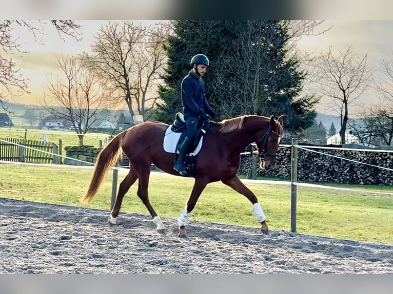 Hannoveriano Yegua 4 años 168 cm Alazán in Dransfeld